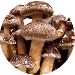 Одним из компонентов средства Индерма от псориаза являются грибы шиитаке