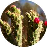 Мексиканский кактус - один из компонентов в составе средства Индерма от псориаза