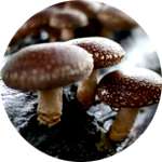 Одним из компонентов средства Папидерм от папиллом являются грибы шиитаке