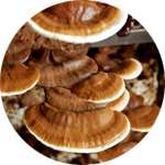 Одним из компонентов препарате Псорикс от псориаза является наноэкстракт гриба рейши