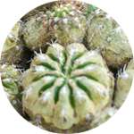 Перуанский кактус матукана входит в состав Биолипосактора