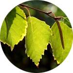 Листья березы - один из компонентов средства Флеатон от варикоза