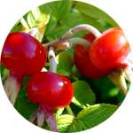Плоды шиповника - один из компонентов средства Гипернатбио от гипертонии
