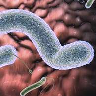 Паразитокс полностью очищает организм от червей-паразитов